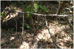 Acacia torta